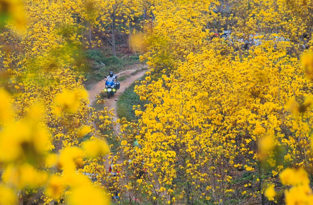 高要黄花风铃图片