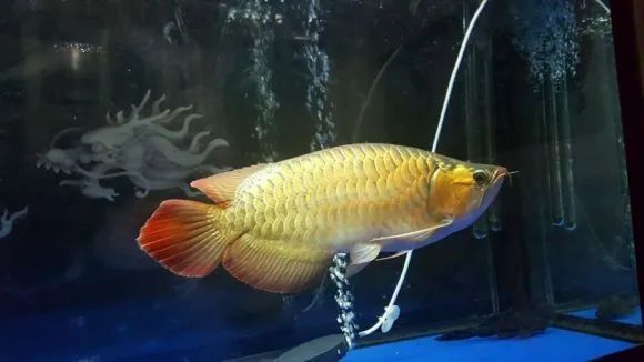 宽身肥龙…_龙鱼