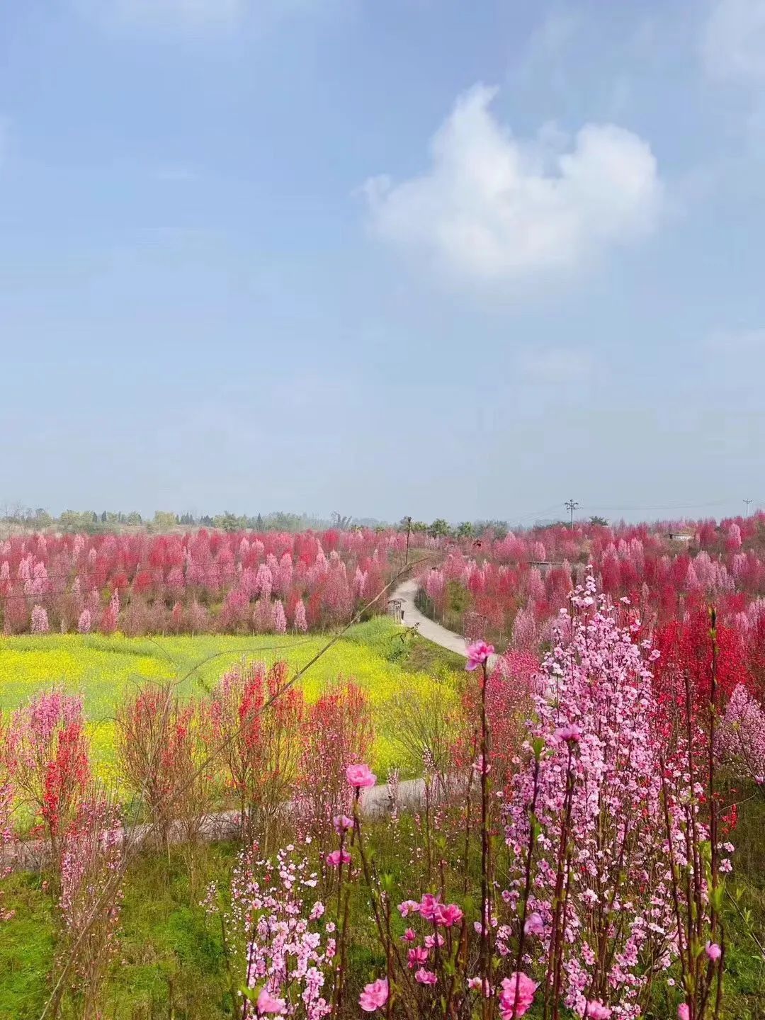 自贡惊现桃花林美出新境界