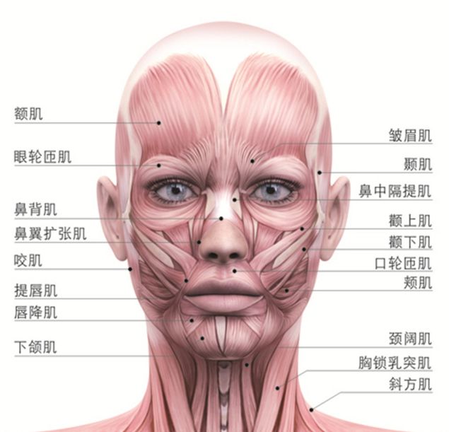 下面我们发张脸部肌肉图,直观帮大家分析.