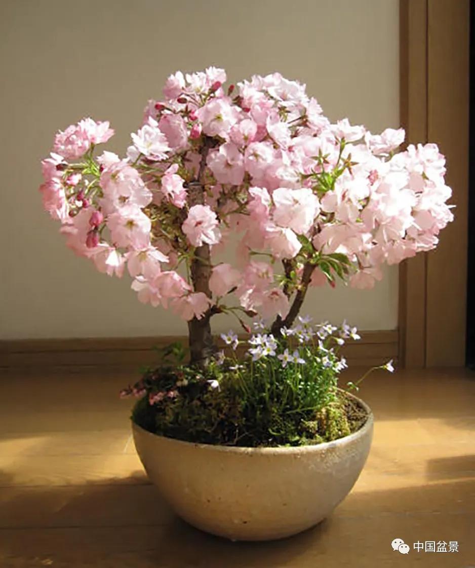 樱花盆景虽少见,但却很美!