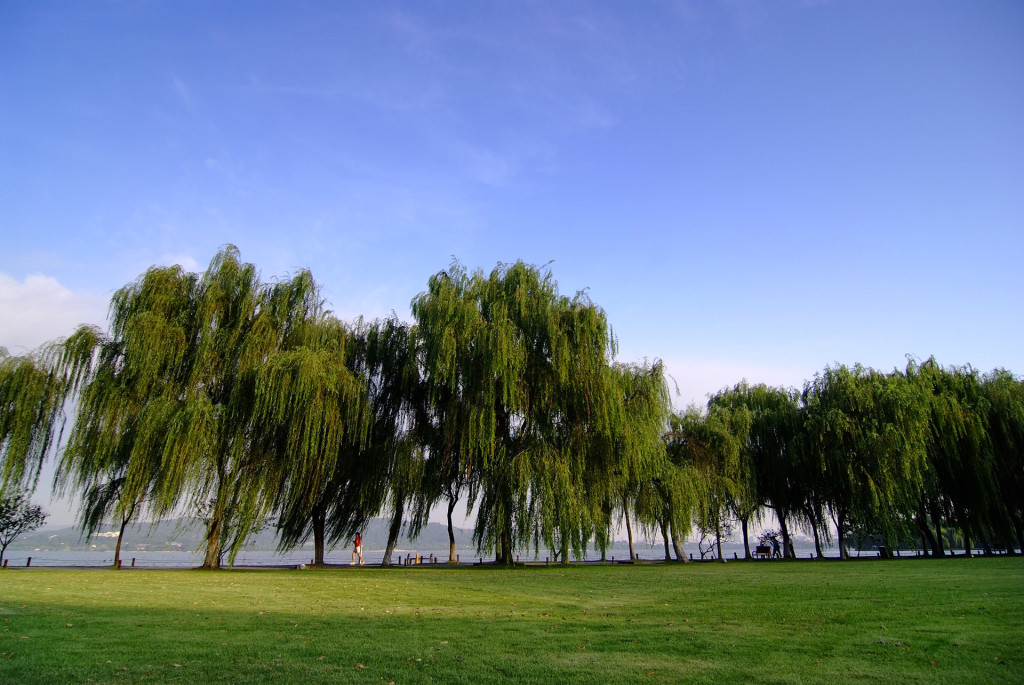 浙江省杭州市西湖名胜古迹柳浪闻莺