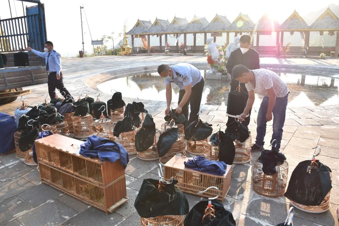 澜沧县放生71只野生画眉鸟林中歌者回归大自然