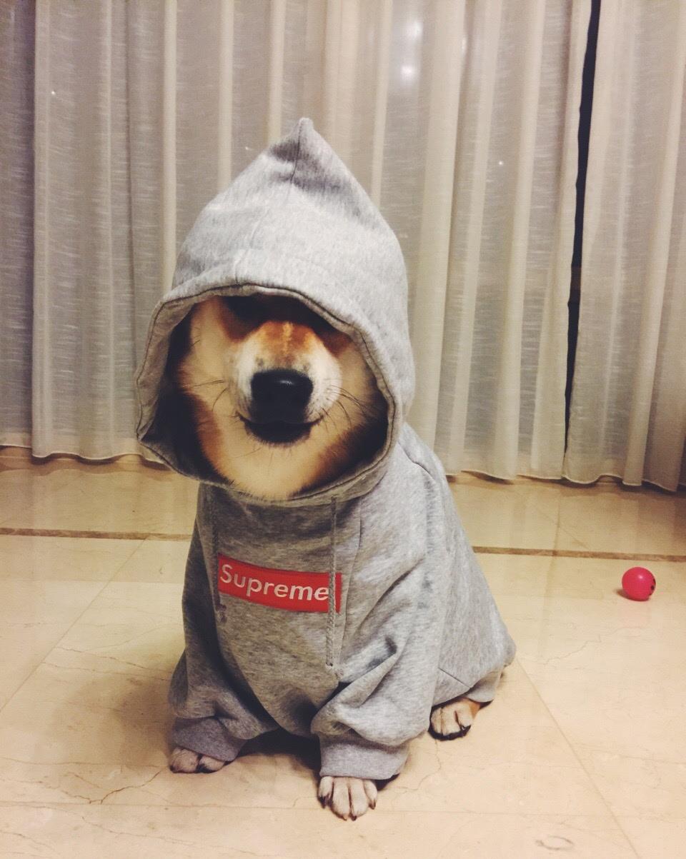 他们一起养了一只名叫"小囧"的柴犬,给狗狗换装自拍,晒晒日常,给"小囧