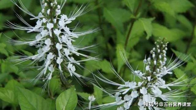 尿酸居高不下3食物是罪魁祸首再不忌口痛风早晚会登门