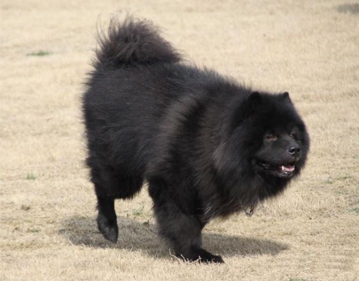 原创极具天赋的原生松狮犬应和泰坦尼克号一样不被遗忘