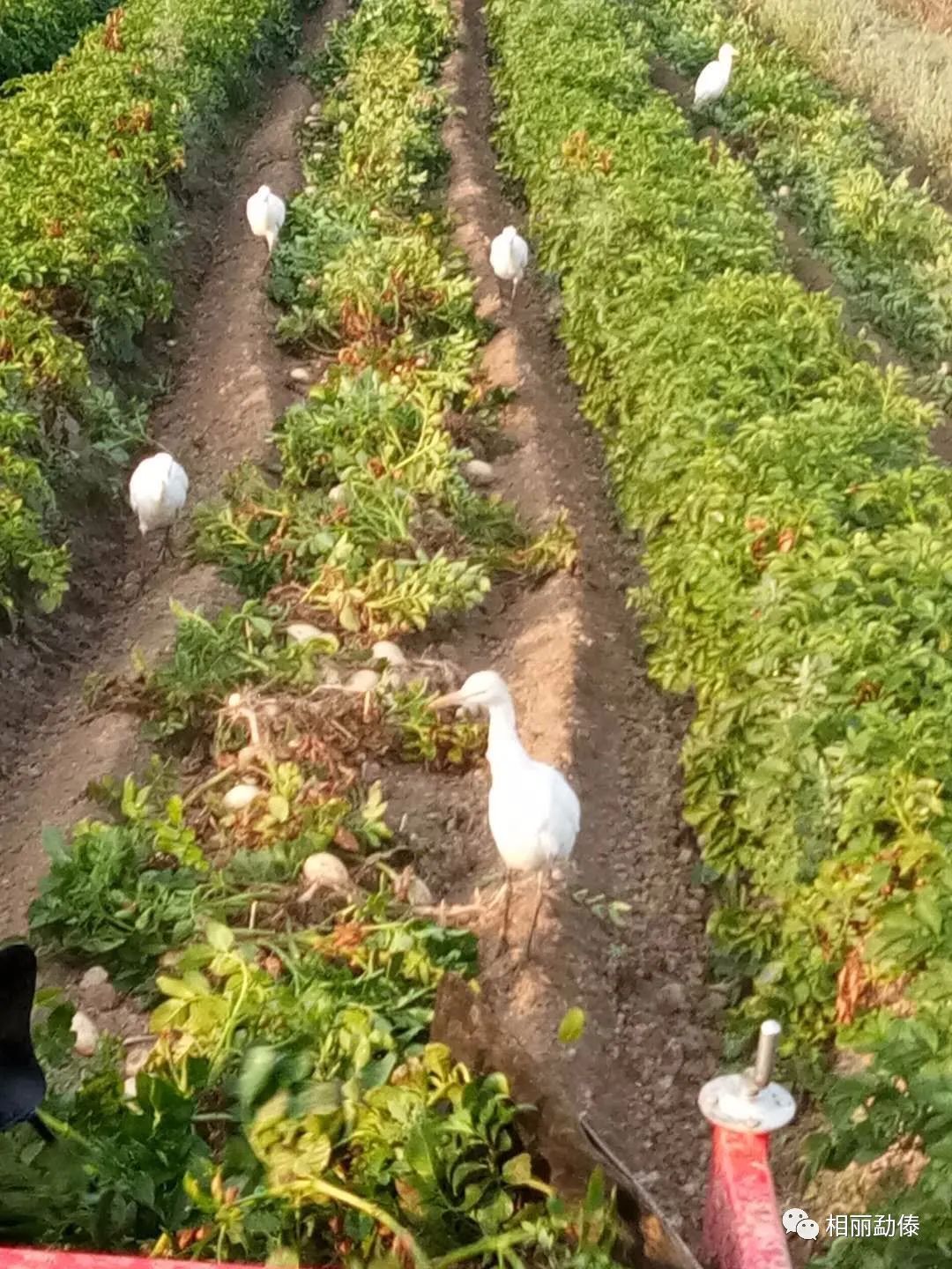 又到了土豆丰收的季节_岳福生