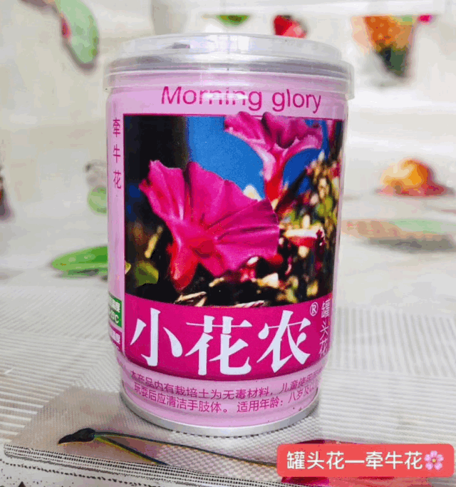 开团小花农罐头花见证种子发芽开花把春天带回家