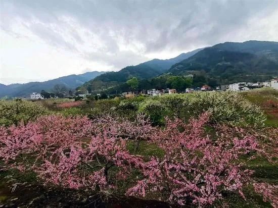 九峰镇坪石村喜获国家森林乡村称号古朴美观生机盎然越变越有魅力