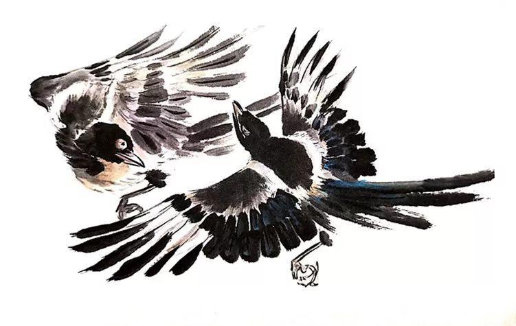 画说喜鹊丨喜鹊的行动态图