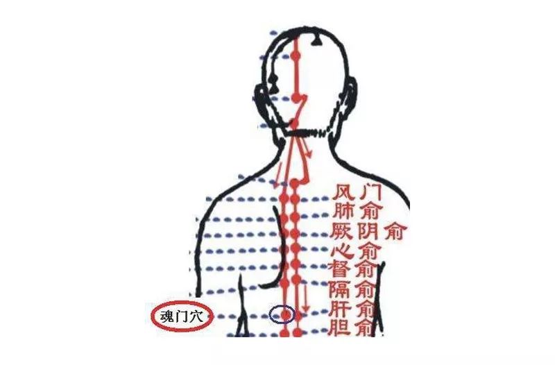 魂门穴意指肝脏的阳热风气出入之门户和护卫肝阳之处.