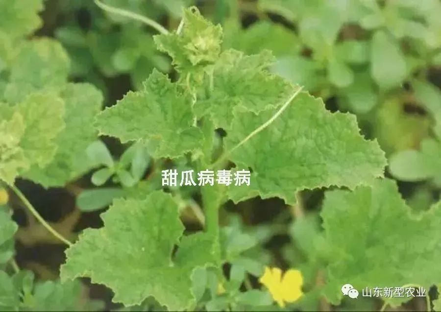 甜瓜病毒病千万别小看甜瓜病毒病你分的清吗