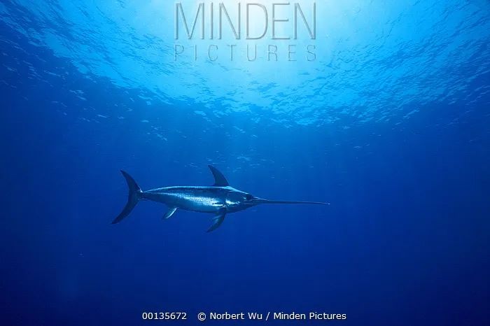 剑鱼:头比较油,所以游得快_图片