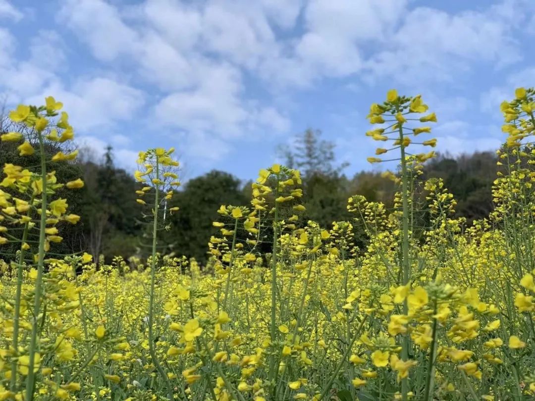 风景独好春意浓云赏花和春天来个约会