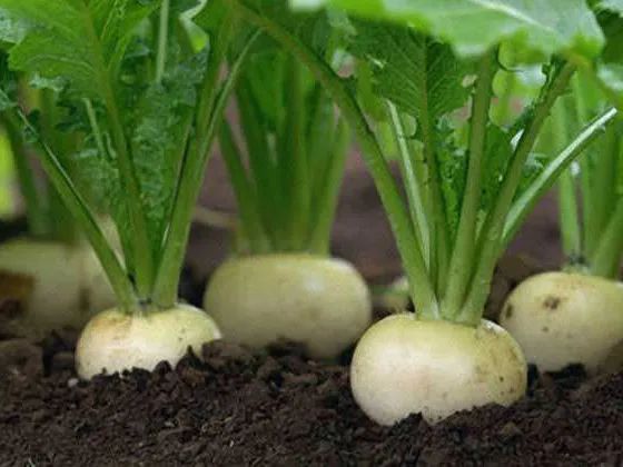 教你分清芥菜疙瘩,芜菁和"卜留克"_萝卜