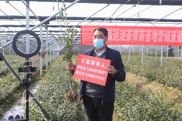 信阳新县老总直播当网红线上销售油茶苗