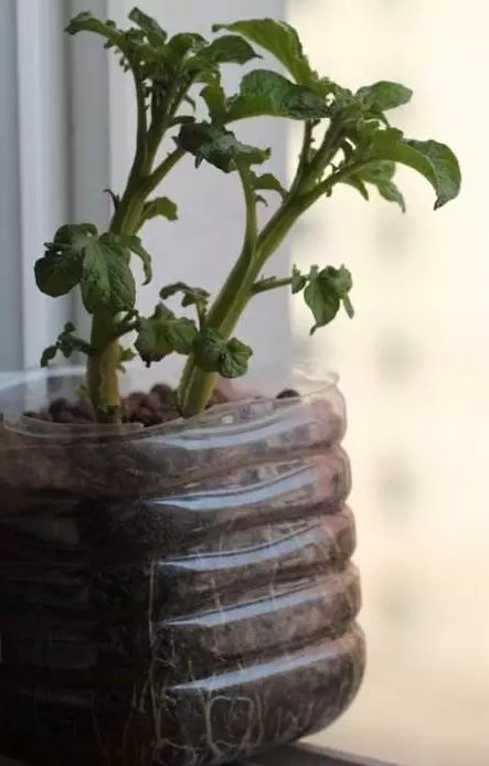 是透明的,你可以看到植物的根部发育,所以当我们用可乐瓶种花的时候