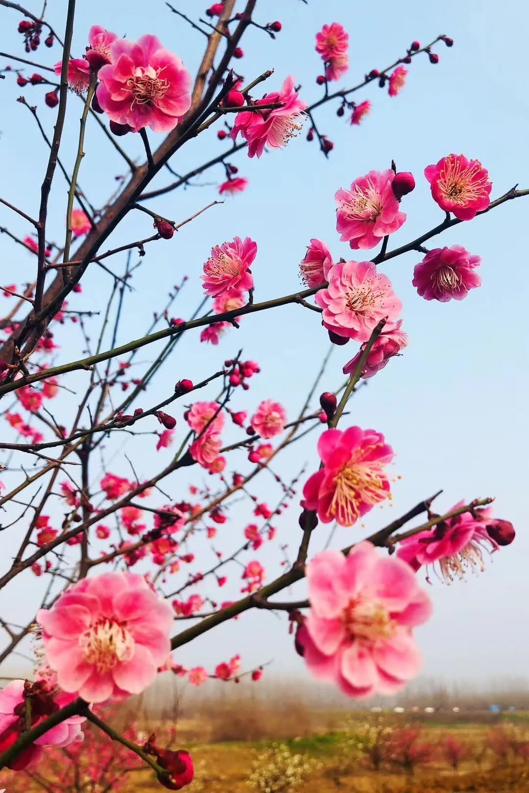 好客山東遊我助力臺兒莊濤溝河風景區千株梅花競相綻放隔著屏幕彷彿能