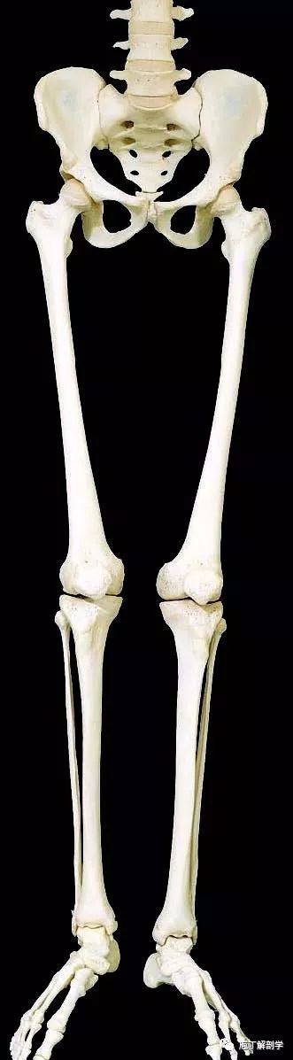 四肢骨包括上肢骨和下肢骨上,下肢骨分别由肢带骨和自由肢骨组成