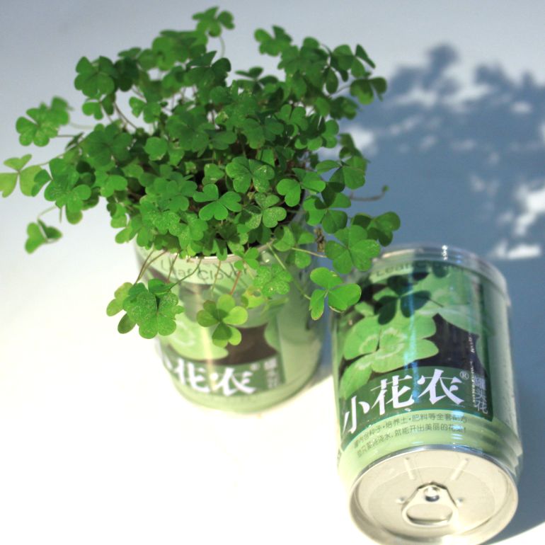 猫儿脸套餐b草莓 番茄 波斯菊牵牛花 紫罗兰 幸运草【团品】小花农