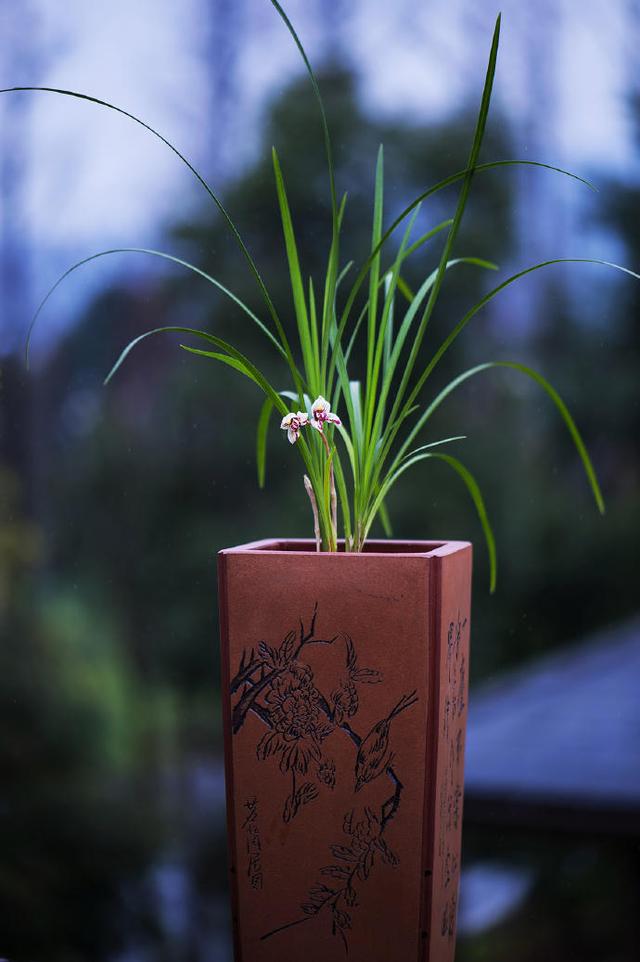 兰花历史悠久文人墨客的最爱,院里养一盆兰花,清新淡雅品质高