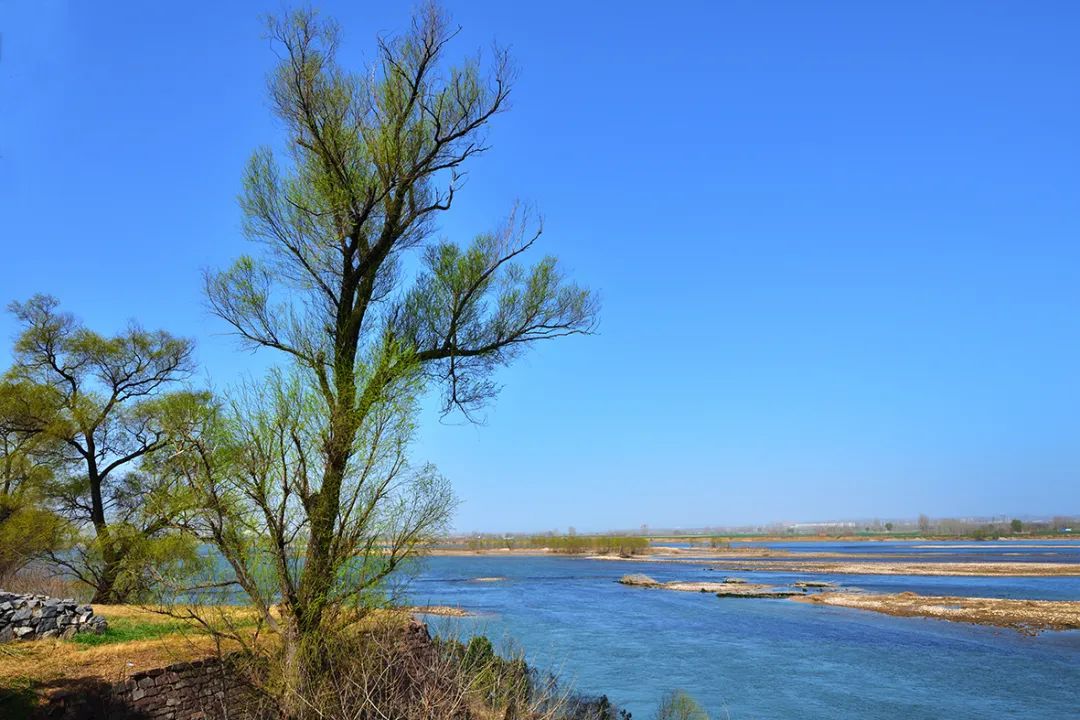 春日白鹤黄河岸边春光正好美景入画来