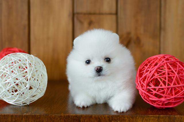 可爱又温顺的6种小型宠物犬哪一种才是你的最爱