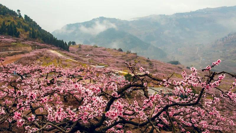 优雅时尚 桃花艺境 我们把龙泉山上的桃花都"搬"到你面前_疫情