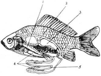 大兵生鮮吃鯽魚這麼久鯽魚竟然分公母又漲知識啦