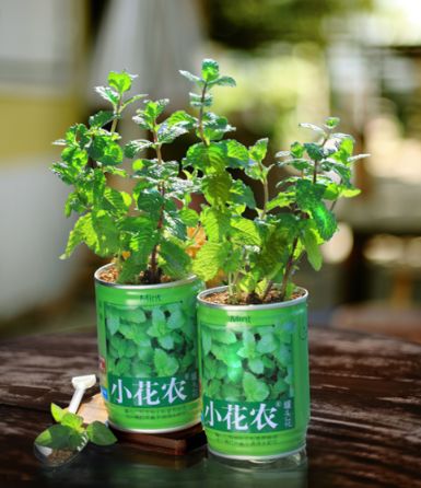 套餐b草莓 番茄 波斯菊牵牛花 紫罗兰 幸运草【团品】小花农罐头花 6