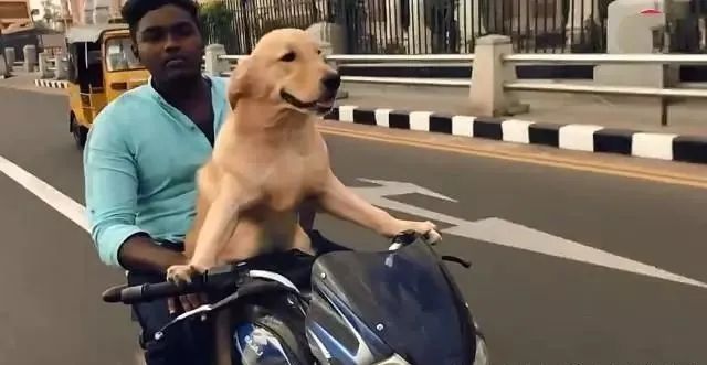 狗狗骑摩托车带主人去兜风,狗不紧张,人害怕的不行