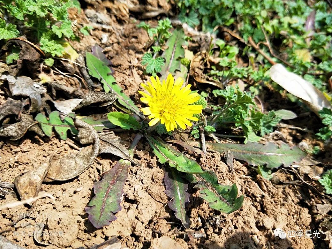 姑扎头青菜图片