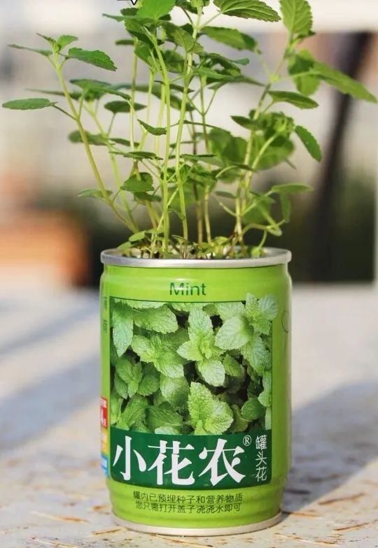 套餐b草莓 番茄 波斯菊牵牛花 紫罗兰 幸运草【团品】小花农罐头花 6