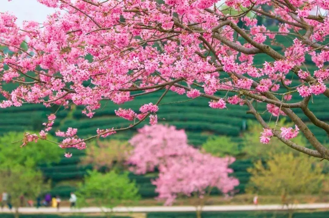永福镇最美樱花开花啦花期正好择一个好天气出发吧