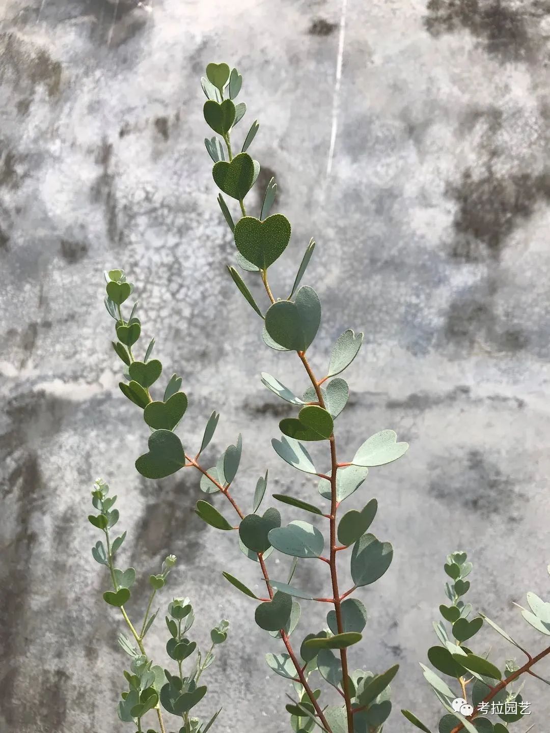 尤加利—心叶桉"eucalyptus websteriana"