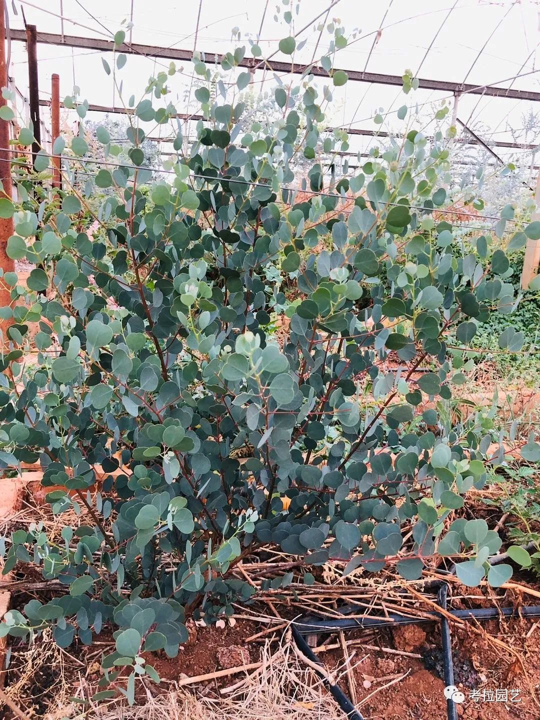 尤加利—心叶桉"eucalyptus websteriana"
