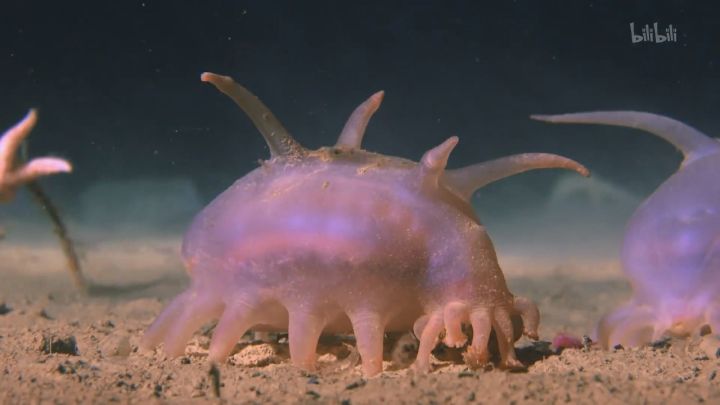 南极深处,究竟有什么巨型怪物?巨型海绵,巨型海星和巨型鱿鱼_生物