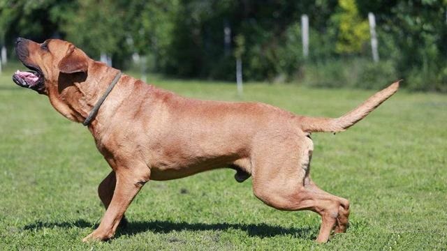 這些土佐犬的打鬥比賽是經過嚴格審議的,與日本的傳統搏擊項目相撲