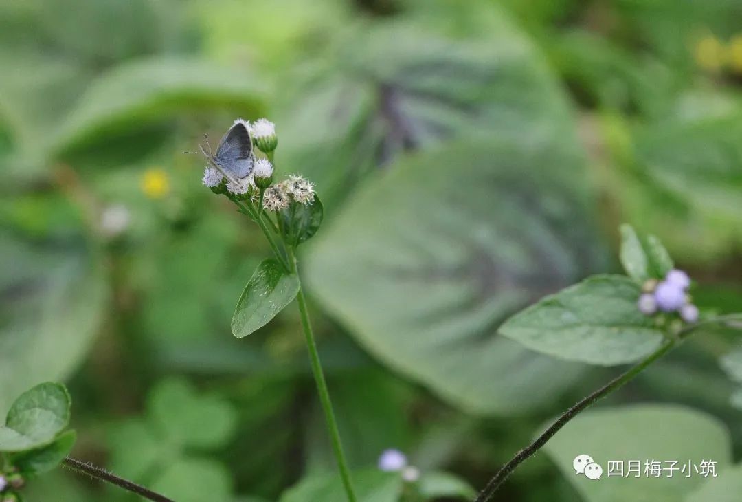 乌龙草花的图片图片