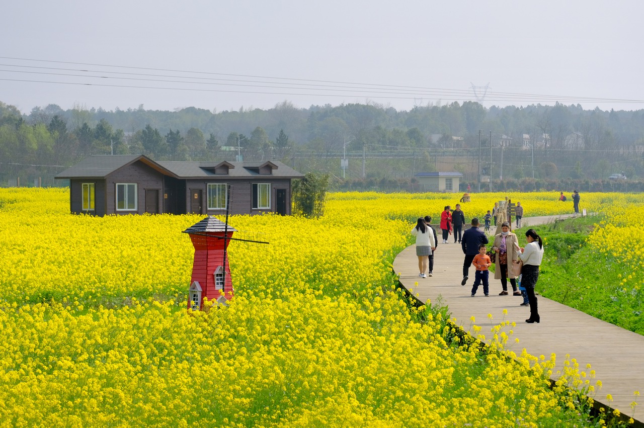 原创湘潭韶山实施乡村振兴,油菜花海遍布全市乡镇,助力全域旅游