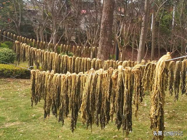 湖北宜昌乡村集镇居民晒腌菜成一道风景,这腌菜您吃过吗?