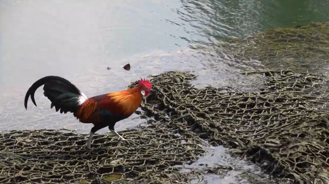 我国其实早在三千年前就驯化过原鸡,在云南地区,因为它的叫声酷似"