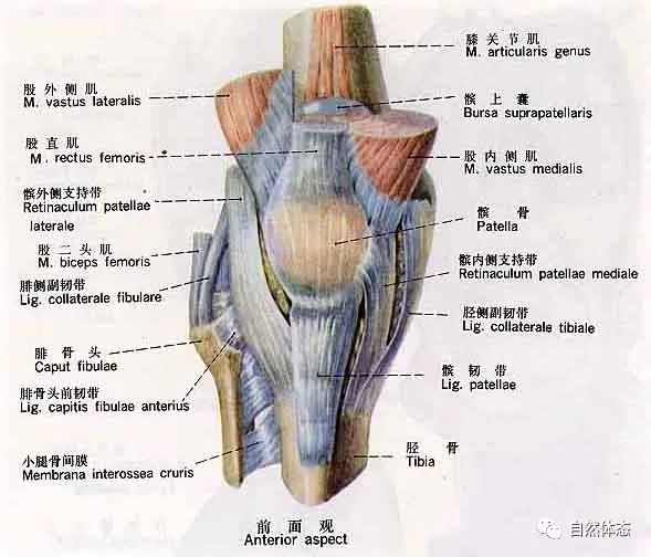 再學習關節鬆弛骨質增生4