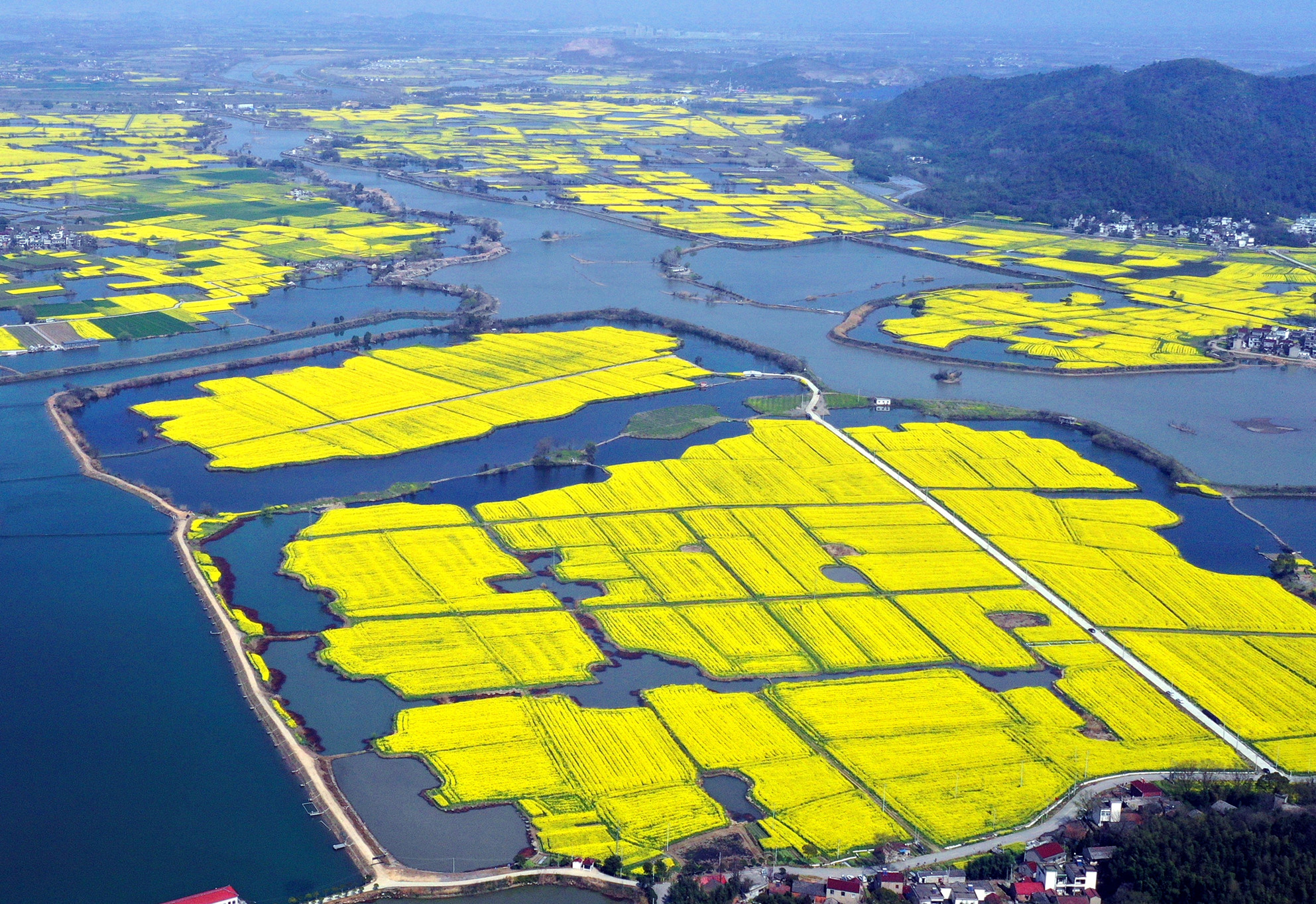 芜湖响水涧油菜花图片