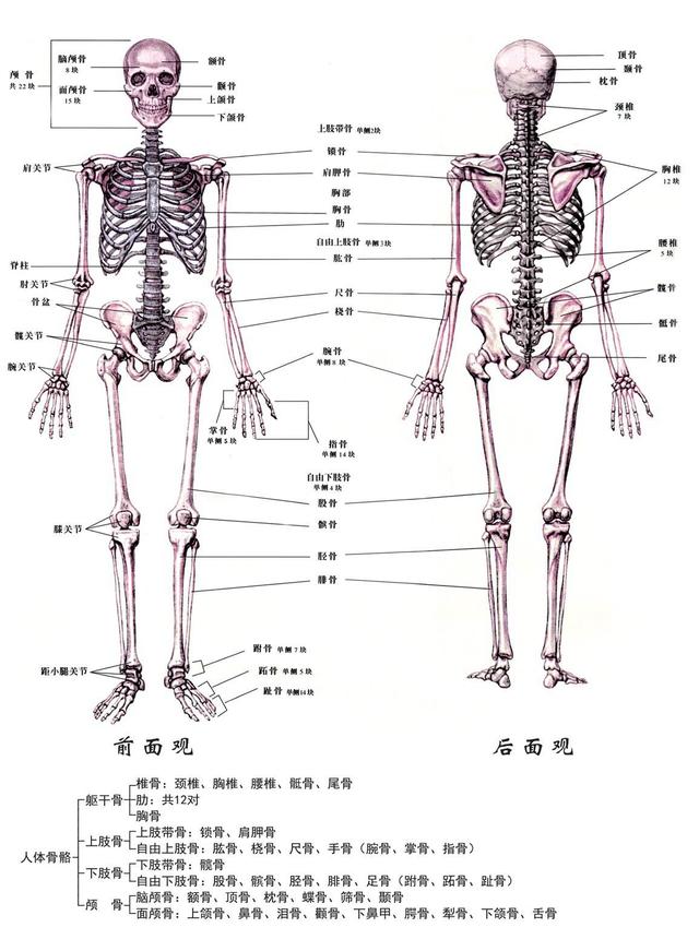 骷髅结构图名称图片