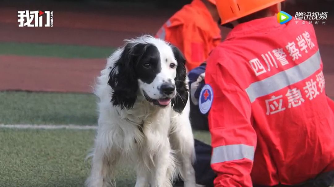 泉州酒店坍塌背後搜救犬數次累癱四肢感染為了救人它們不惜犧牲自己的