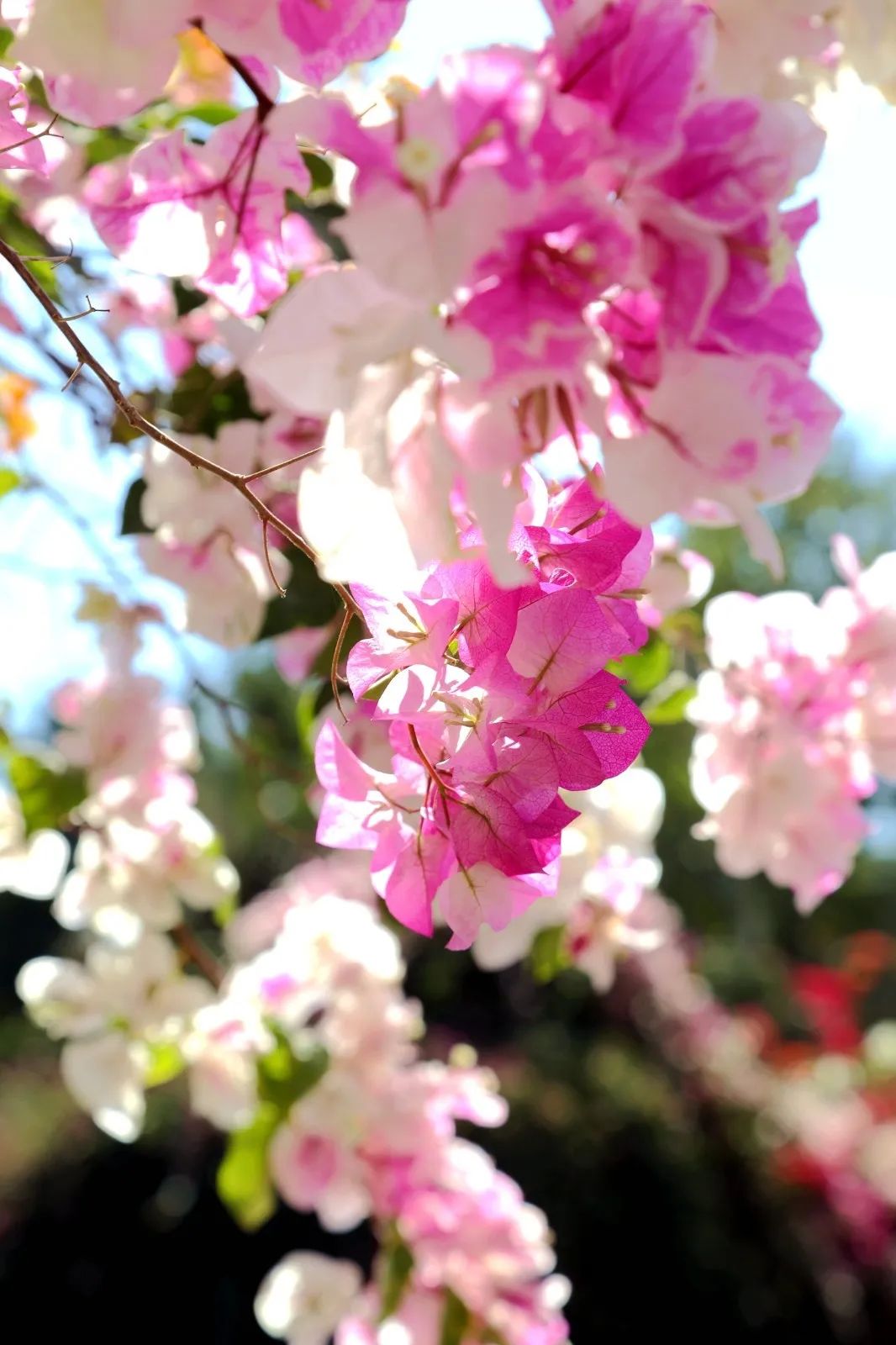 三角梅—节选自舒婷《日光岩下的三角梅》闭上眼睛还是你低头是你呵