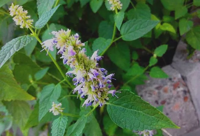 农村一种野草,经常被当做杂草,现发现可以发表解暑,一斤10元_藿香