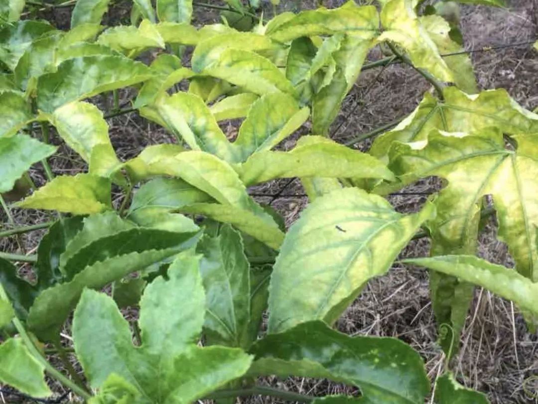 百香果缺镁百香果缺钙百香果缺硼缺素:任何植物缺素时都会在叶片上有