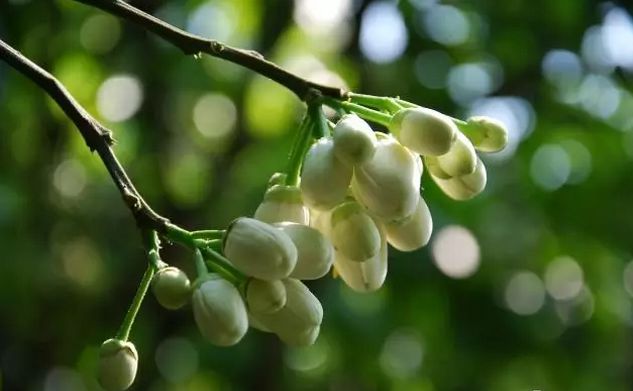 平和又是一年漫山柚花始盛开